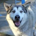 Photo of Sampson
