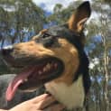 Photo of Miss Moo ~ On Trial 18/2/17