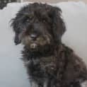 Photo of Clover