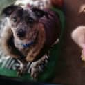 Photo of Fred & Wilma *•🐶Adopt Us🐶•*