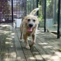 Photo of Peanut