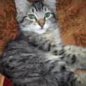 Photo of Little Tempest
