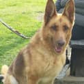 Photo of Honey