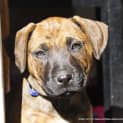 Photo of Angel Staffy X Cattle Puppy (On Trial 23/07/16