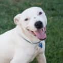 Photo of Snowy (D3239)