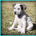 Photo of Arlo   Staffy X Cattle   Puppy (On Trial 21/07/16)