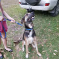 Photo of Dodger ~ Kelpie X Husky, 1yo (On Trial 19/5/17)