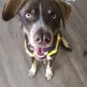 Photo of Benji
