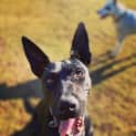 Photo of Luna