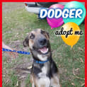 Photo of Dodger ~ Kelpie X Husky, 1yo (On Trial 19/5/17)