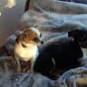 Photo of Pixie & Poppy ~ Chihuahua Pair (Trial 9/12/16)