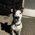 Photo of Prince   7 Month Old Bull Arab X
