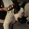 Photo of Prince   7 Month Old Bull Arab X