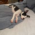 Photo of Prince   7 Month Old Bull Arab X