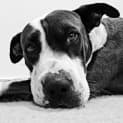 Photo of Angel