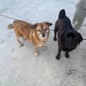 Photo of Smudge 10 Year Old Pug X (Trial 1/9/23)