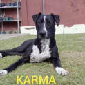 Photo of Karma