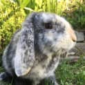 Photo of Harley *•Adopt Me•*