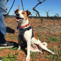 Photo of Paddy ~ Jack Russell (On Trial 16/09/16)