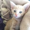 Photo of Alani