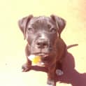 Photo of Willow