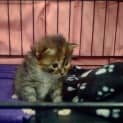 Photo of Lacey