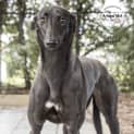 Photo of Laila Id32406