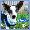 Photo of Bruce
