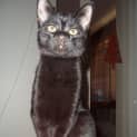 Photo of Drax