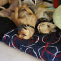 Photo of Odie Dl230