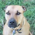 Photo of Odie Dl230