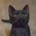 Photo of Radar Kitten
