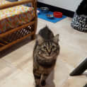 Photo of Arnie Now Mochi