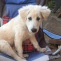 Photo of Zorro