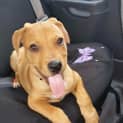 Photo of Houston *Adoption Pending*