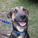 Photo of Dodger ~ Kelpie X Husky, 1yo (On Trial 19/5/17)