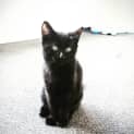 Photo of Loki