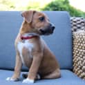 Photo of Rusty