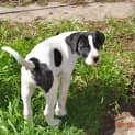 Photo of Pointer X Pups