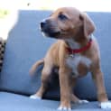Photo of Rusty