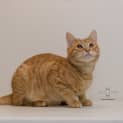 Photo of Ed **2nd Chance Cat Rescue**