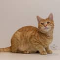 Photo of Ed **2nd Chance Cat Rescue**