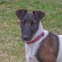 Photo of Chilli