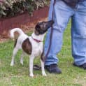 Photo of Chilli