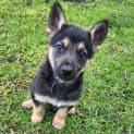 Photo of Indie
