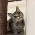 Photo of Nutmeg **2nd Chance Cat Rescue** 