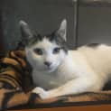 Photo of Cookie