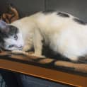 Photo of Cookie