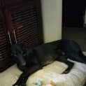 Photo of Ollie