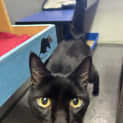 Photo of Goose